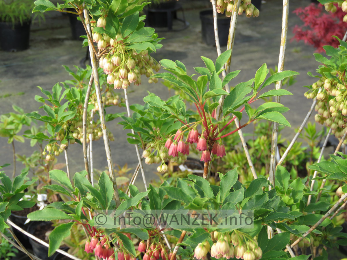 Enkianthus campanulatus + Ruby Glow zusammen 01.JPG